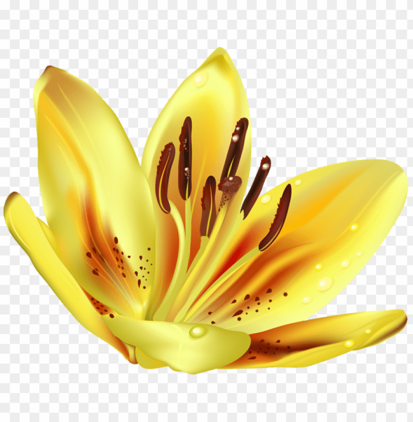 flower yellow transparent