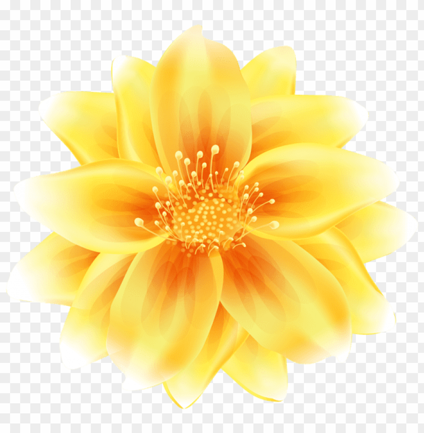 flower yellow transparent