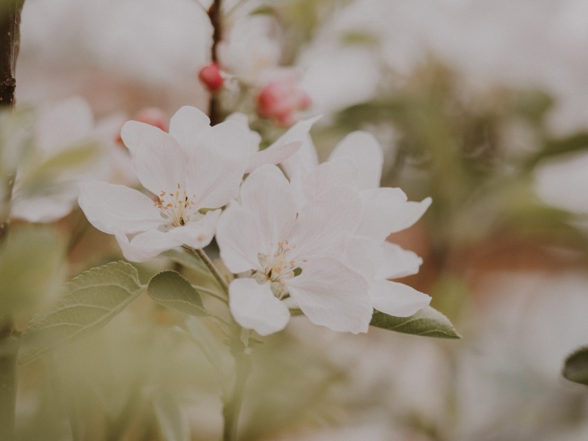 flowers, apple, branches, leaves, bloom, spring