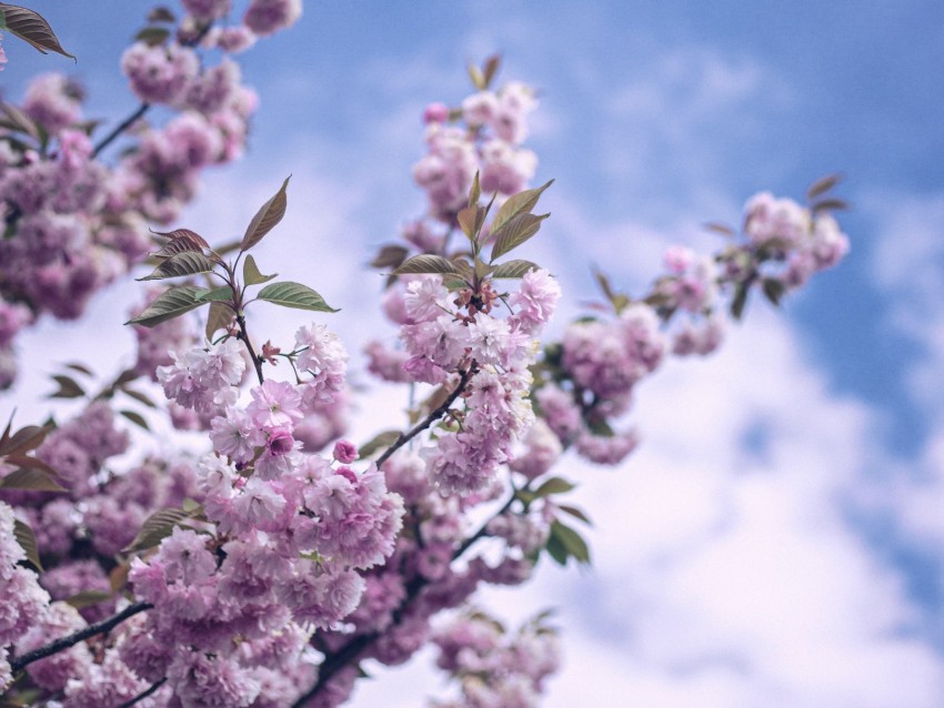 flowers, bloom, spring, branch, sky, clouds