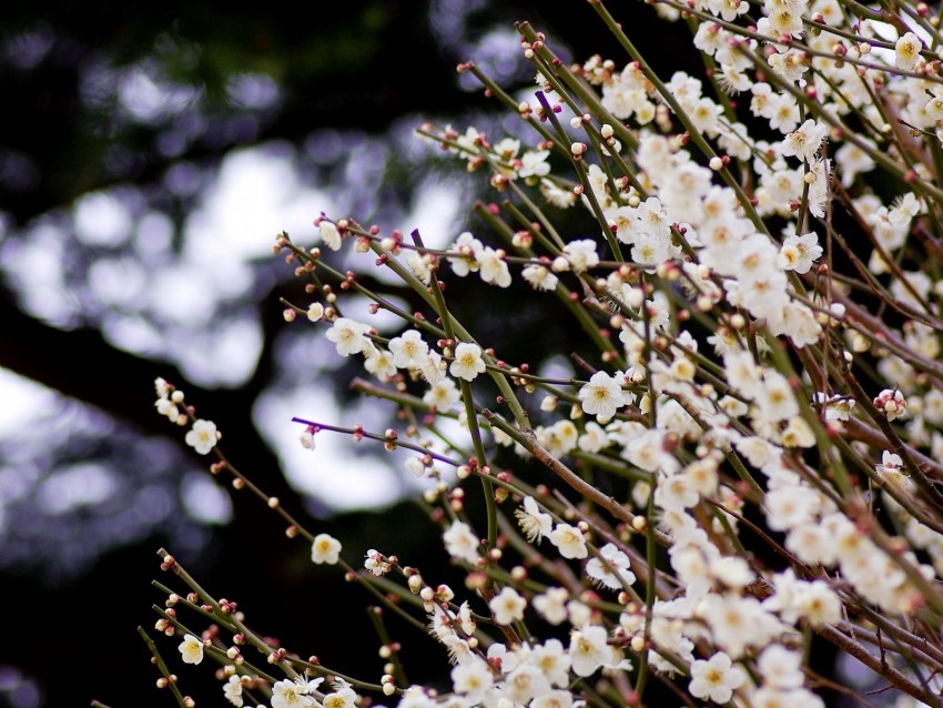 flowers, bloom, spring, branches, blur