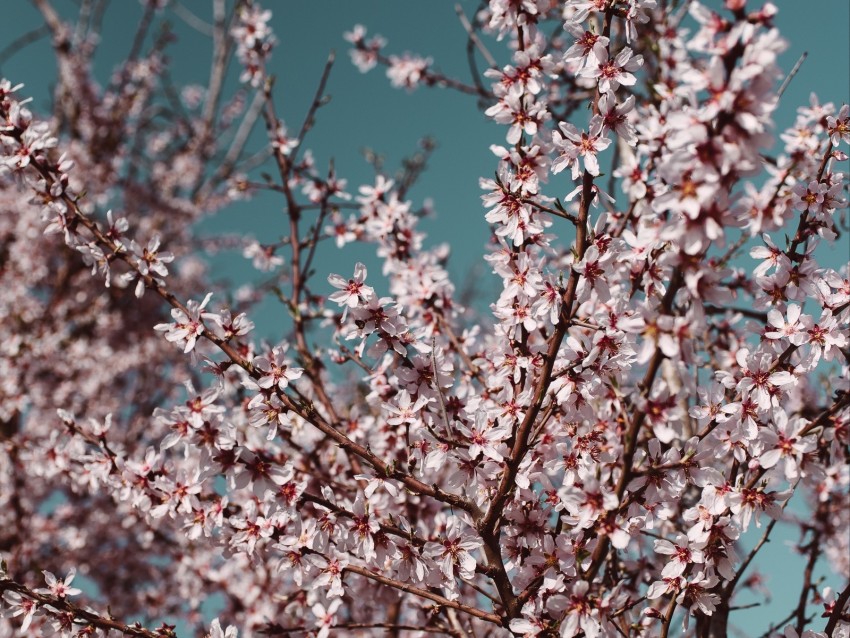 flowers, bloom, spring, branches, sky