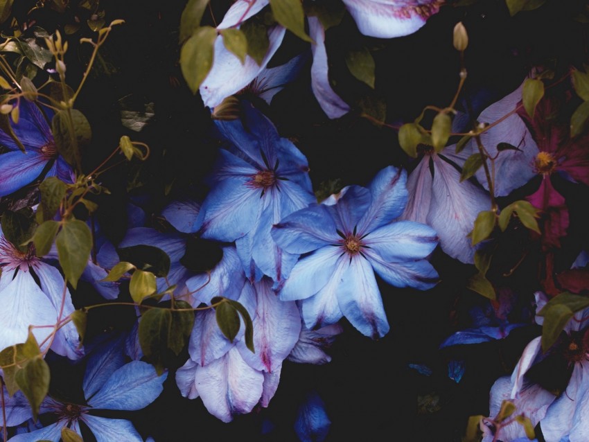 flowers, blue, bloom, decorative, plant