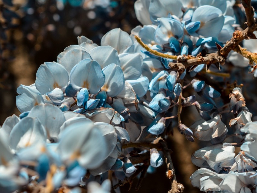 flowers, blue, branch, plant, blooms, spring