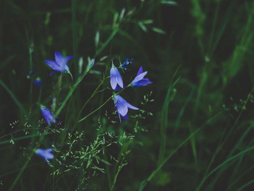 flowers, blue, field, grass, closeup