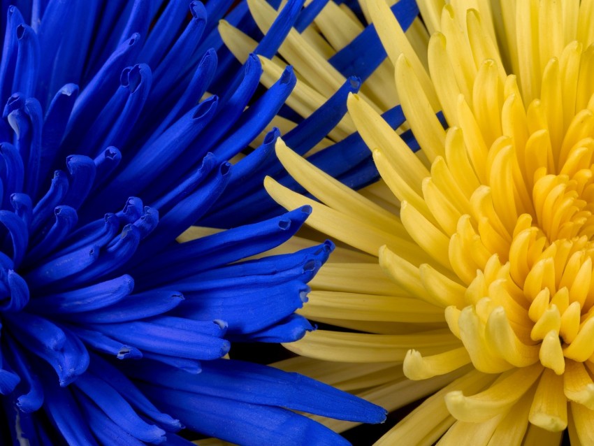 flowers, blue, yellow, petals
