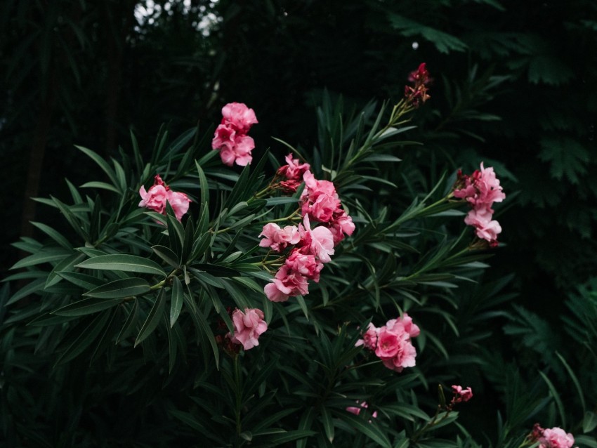 flowers, branch, bloom, pink, green, plant
