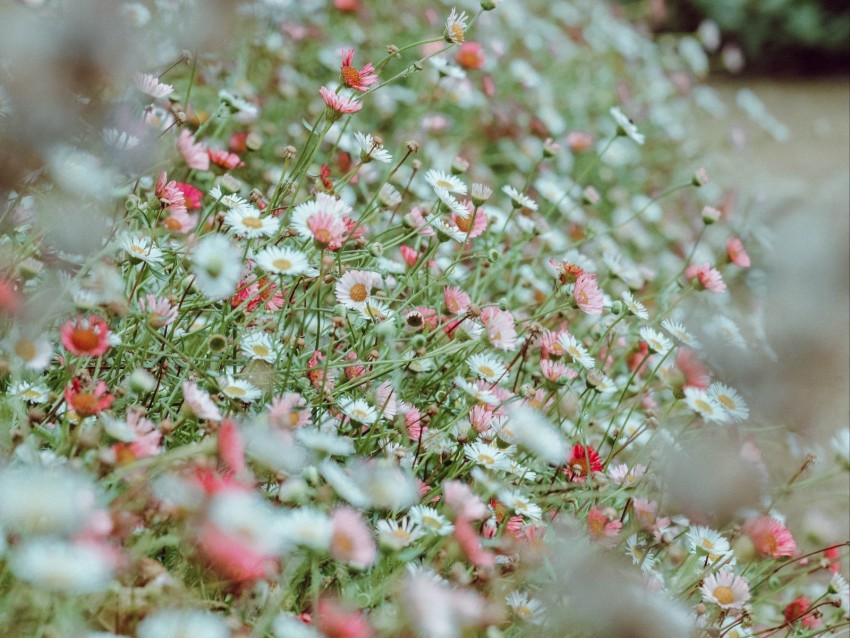 flowers, daisies, flowerbed, white, pink