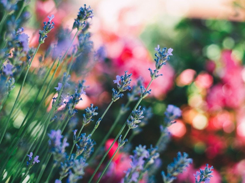 flowers, field, stems, blur