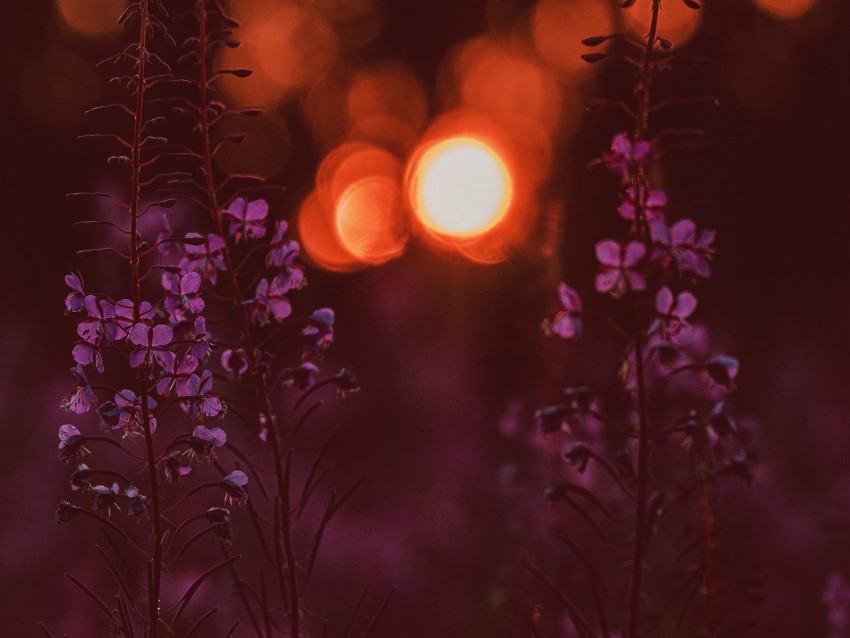 flowers, flare, bokeh, sunset, blur