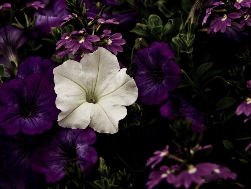 flowers, flowerbed, purple, white, contrast