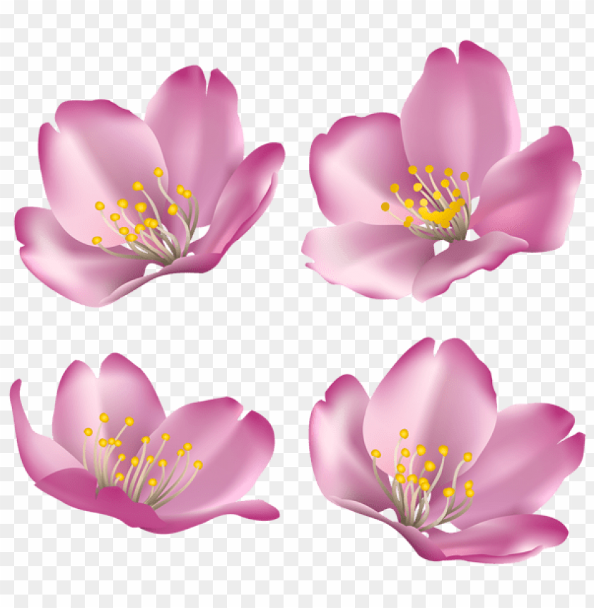Flowers For Decoration Clipart Png Photo - 44936 | TOPpng