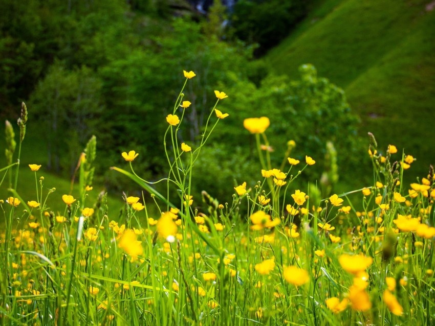 flowers, grass, landscape, meadow, greens, yellow