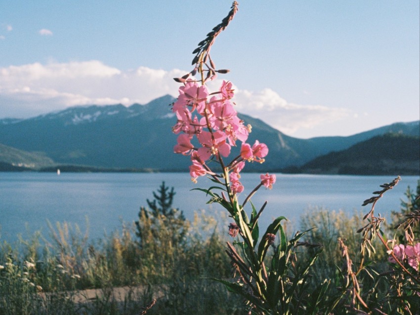 flowers, grass, landscape, mountains, lake