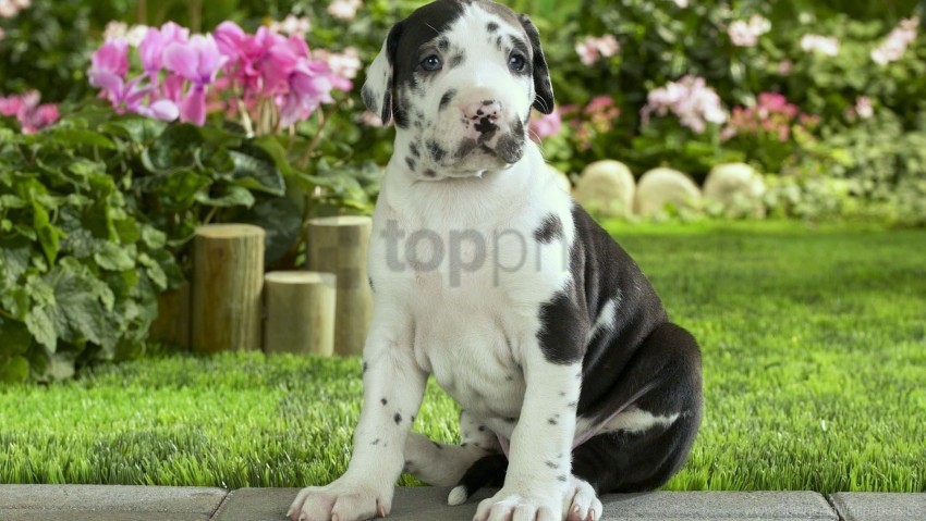 flowers, grass, puppy, sit, spotted wallpaper background best stock photos@toppng.com