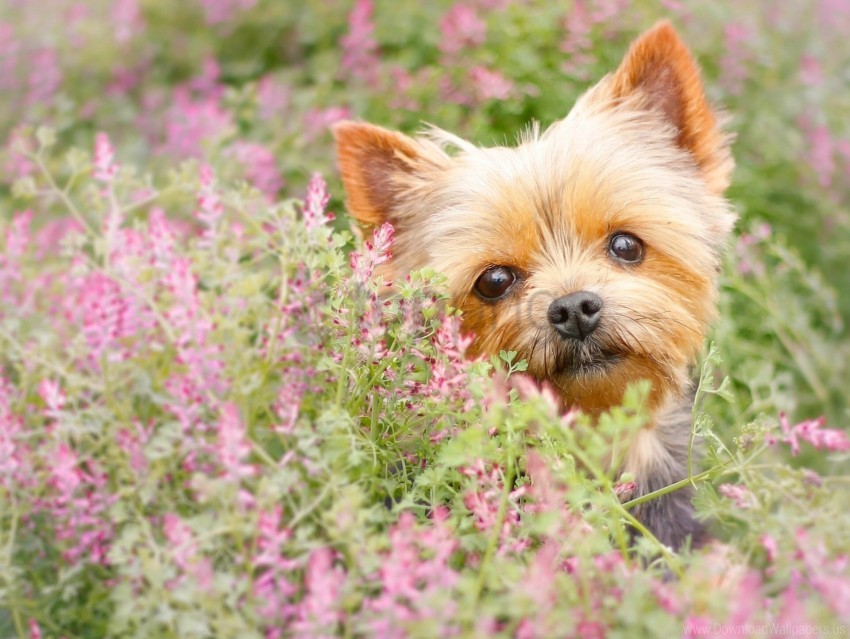 Flowers Muzzle Puppy Yorkshire Terrier Wallpaper Background Best Stock  Photos | TOPpng