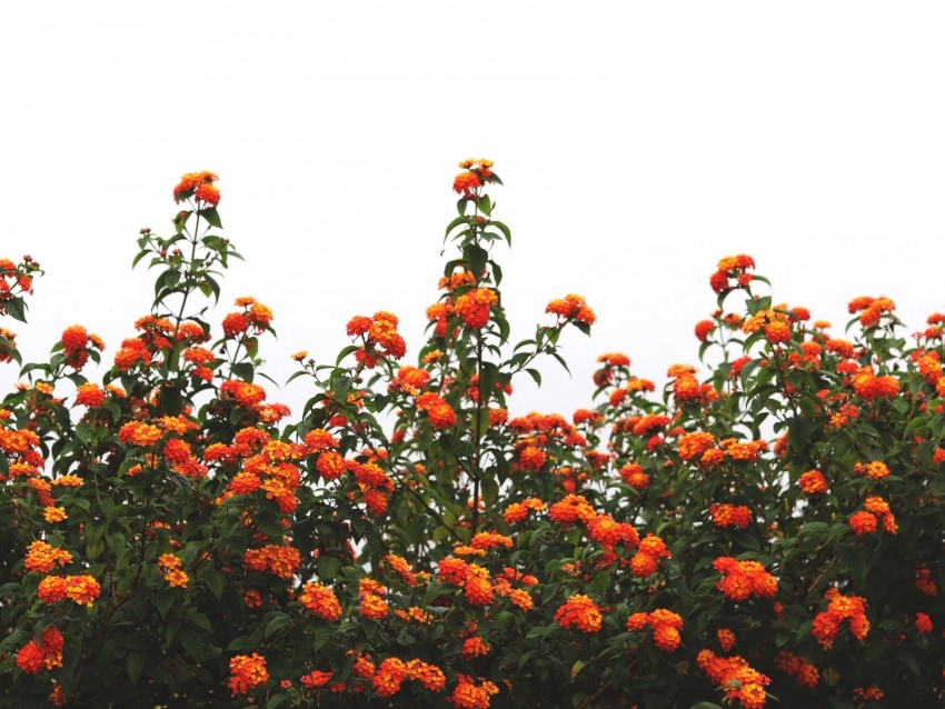 flowers, orange, bushes, sky, bloom