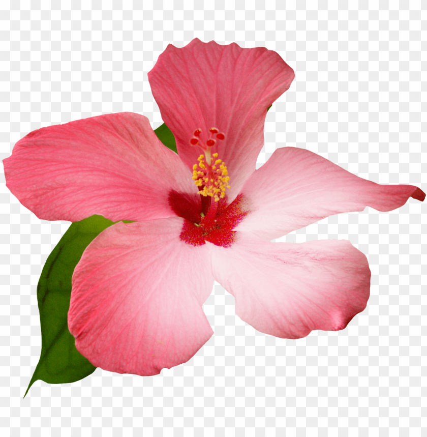 Transparent Hibiscus Flower Watercolor / Hibiscus looks alive and