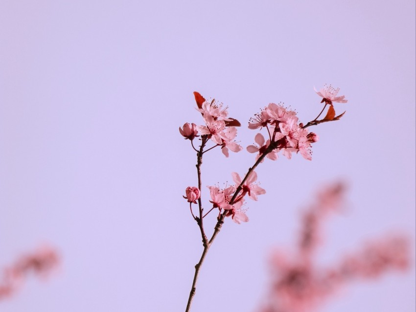 flowers, pink, branch, cherry, macro