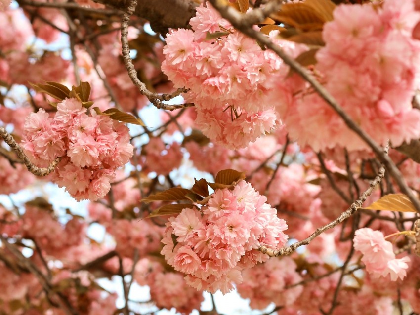 flowers, pink, branches, tree, bloom