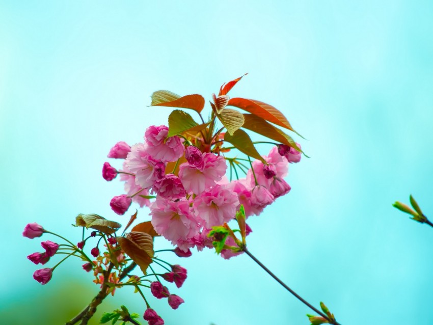 flowers, pink, flowering, branch, flora, spring
