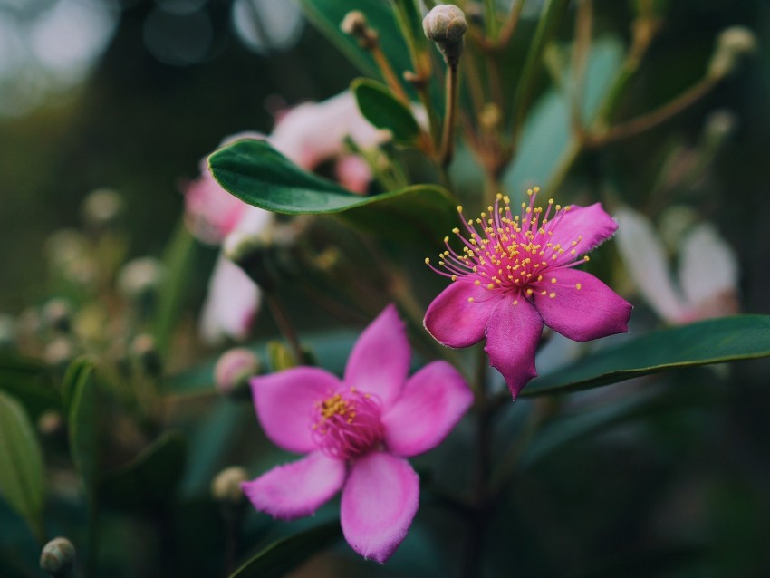 flowers, pink, macro, branch, plant