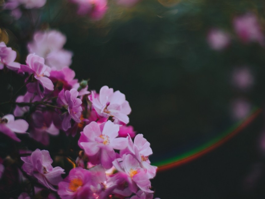 flowers, pink, macro, glare, blur