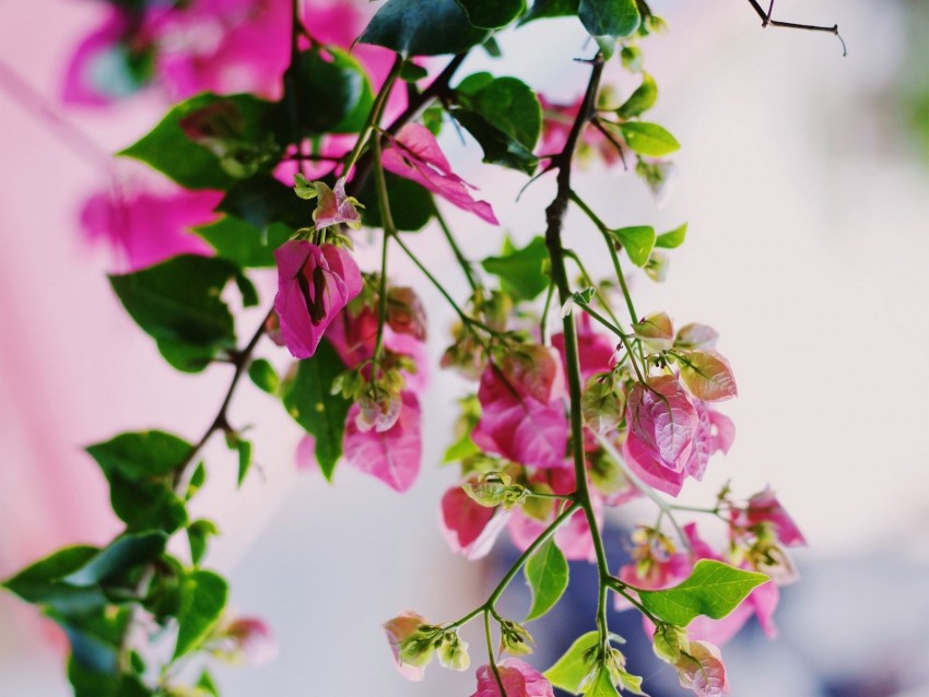 flowers, pink, plant, bloom, summer