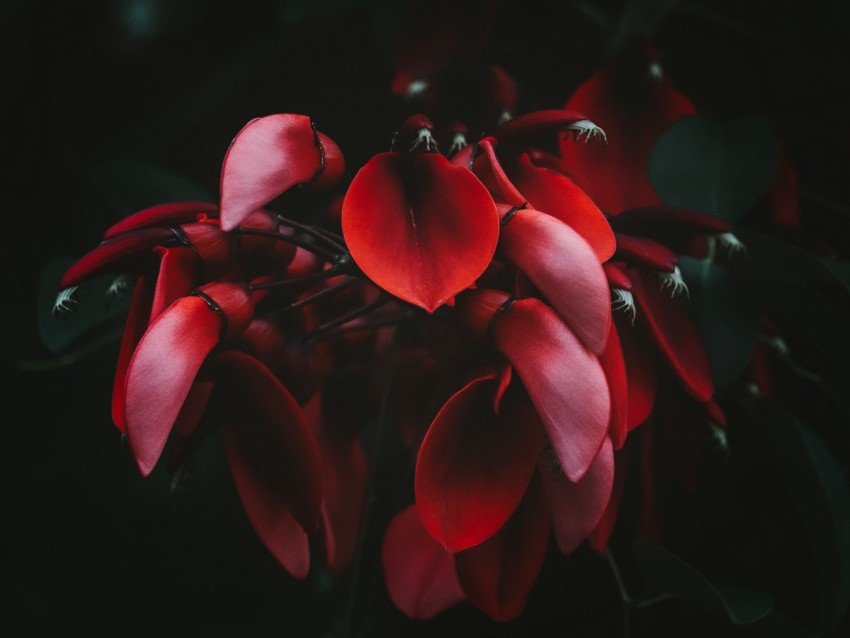 flowers, red, dark, plant, bloom