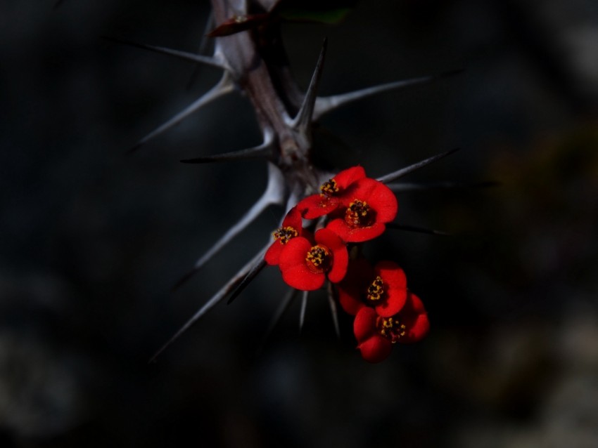flowers, thorns, needles, red, blur