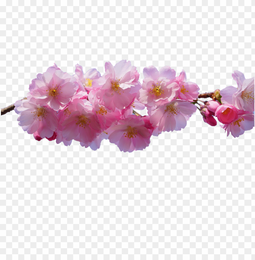 flowers transparent background, flower,transpar,flowers,background,transparent