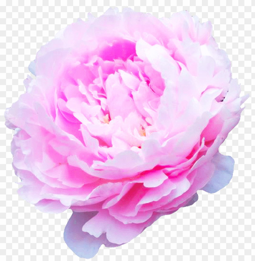 flowers transparent tumblr PNG transparent with Clear Background ID 113847