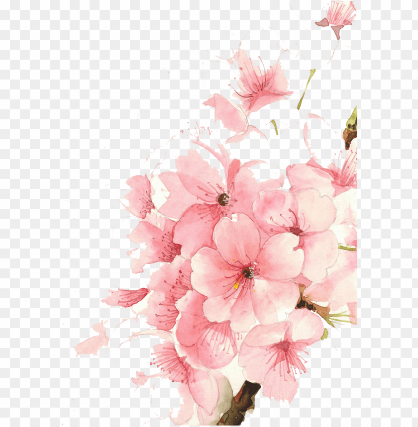 free PNG flowers watercolor painting transprent - cherry blossom watercolor phone PNG image with transparent background PNG images transparent