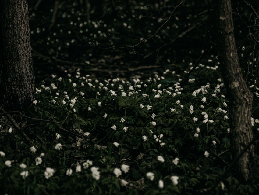 flowers, white, plant, glade, bloom