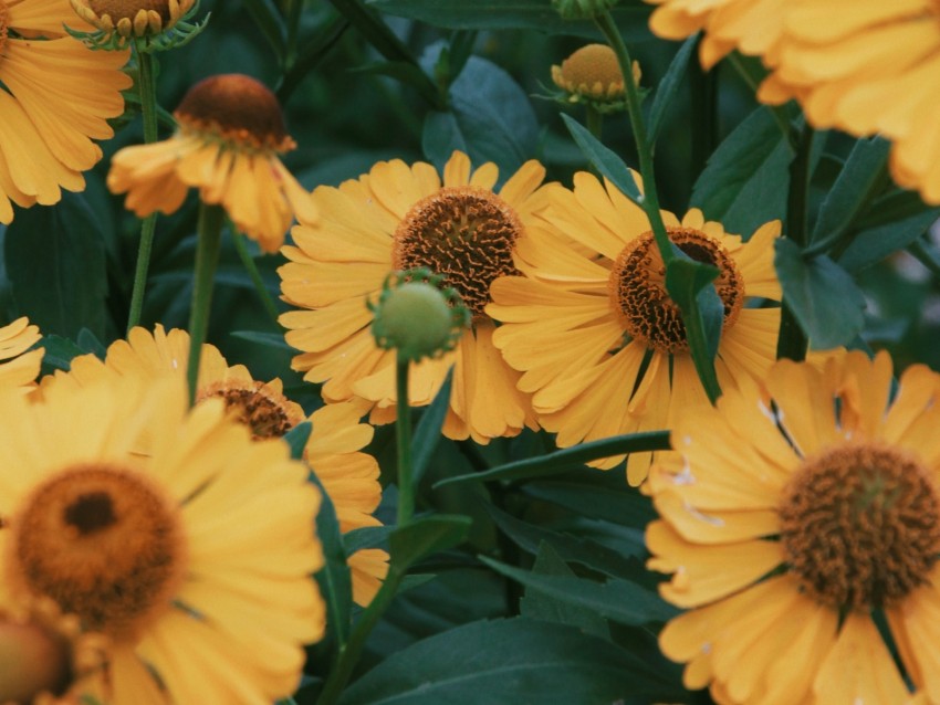 flowers, yellow, bloom, closeup, plant