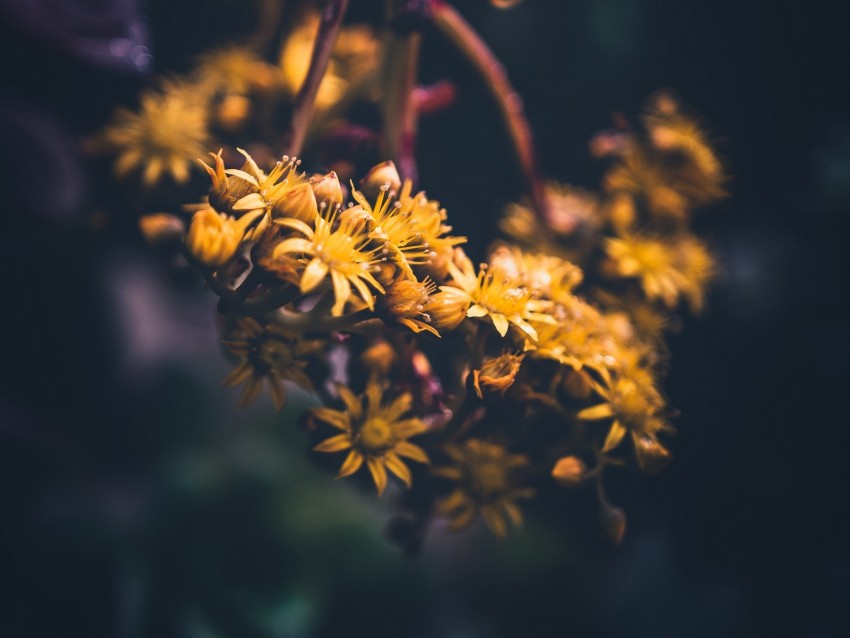 flowers, yellow, bloom, macro, blur