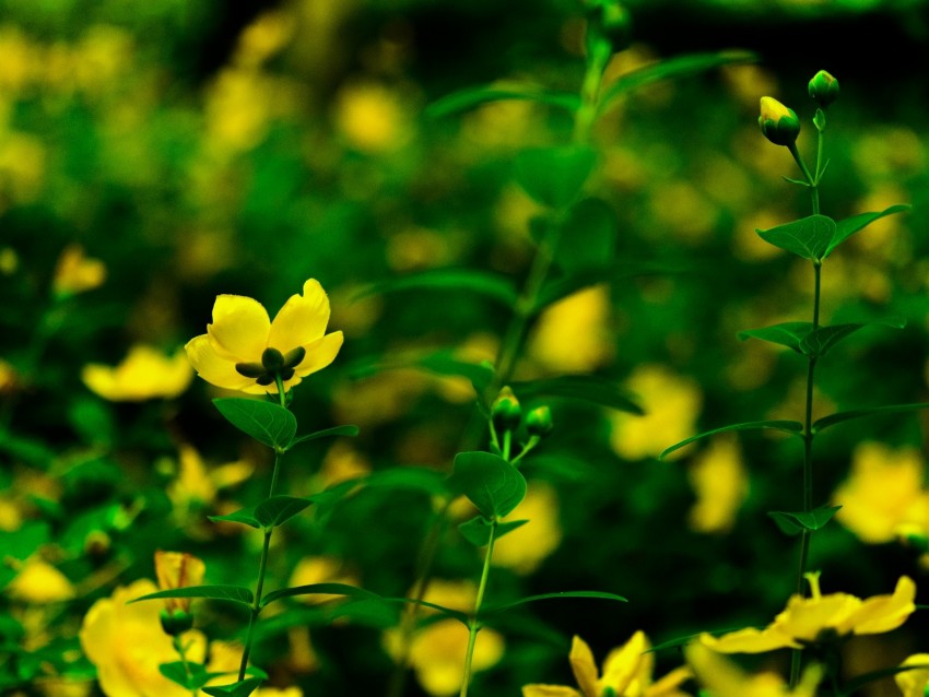 flowers, yellow, bloom, plants
