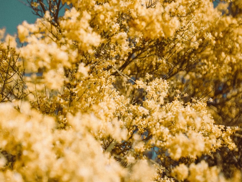 flowers, yellow, branch, blur