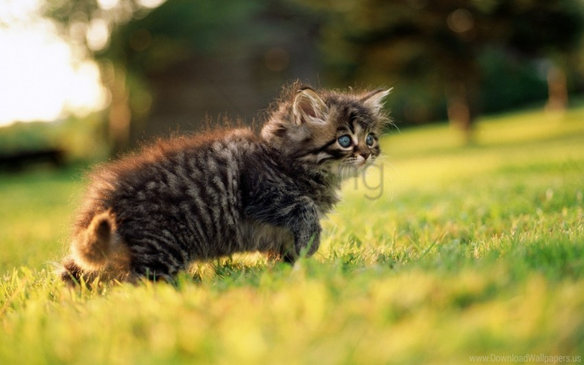 fluffy grass kitten walk wallpaper background best stock photos - Image ID 161324