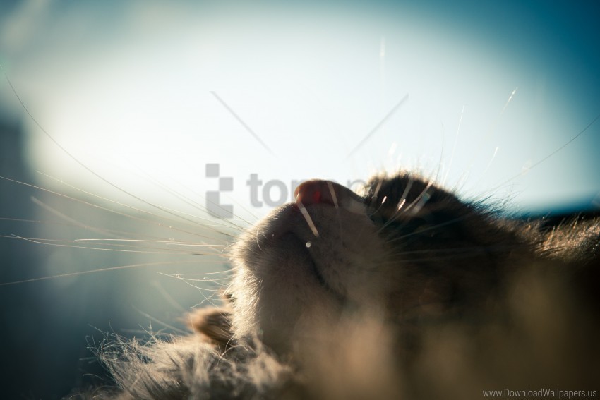 fluffy sleeping sun the cat window whiskers wallpaper background best stock photos - Image ID 162179