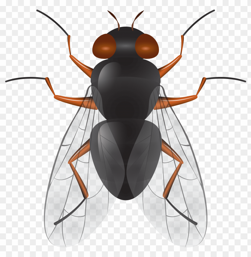 Download Fly Clipart Png Photo Toppng