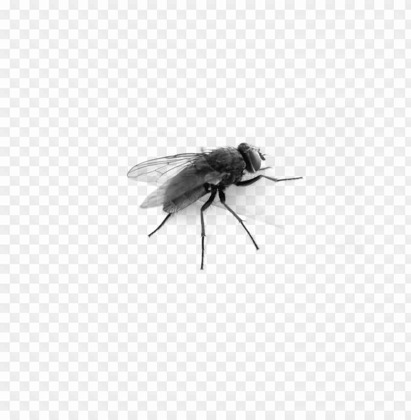 animals, insects, flies, fly top side, 
