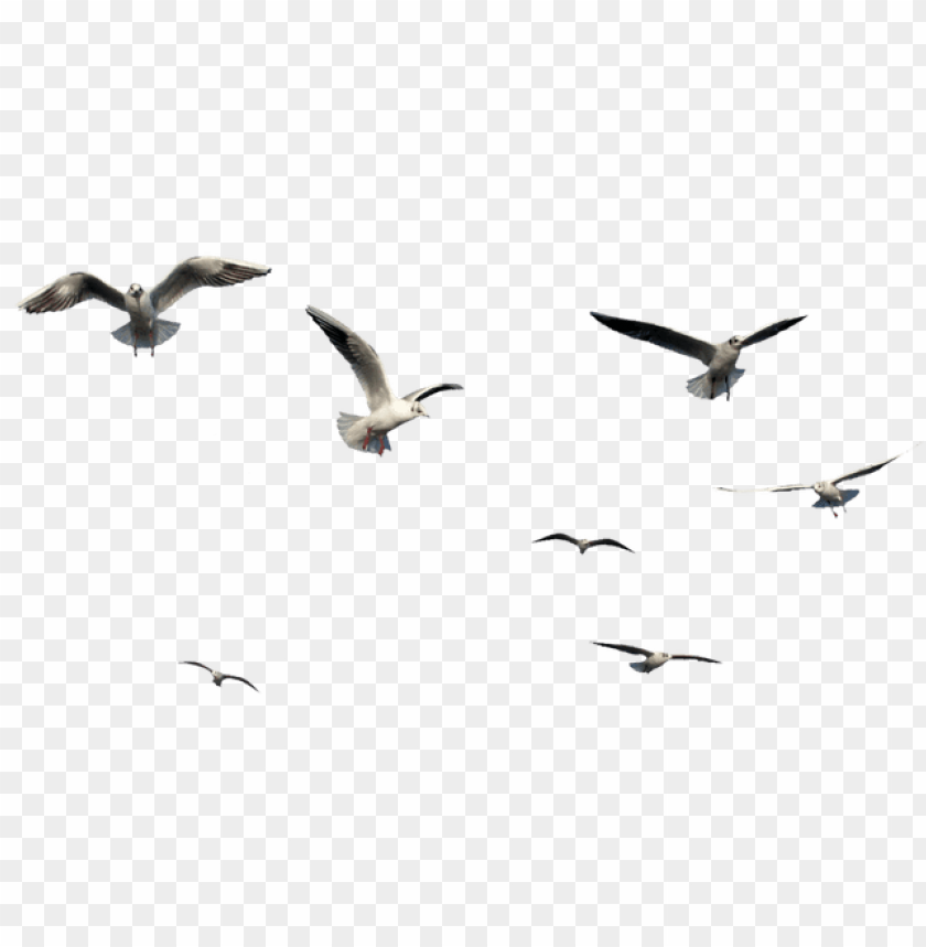 Flying Bird Bird PNG Transparent With Clear Background ID 89327
