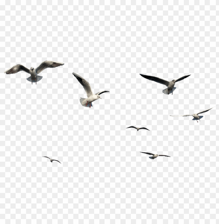 Flying Bird Bird PNG Transparent Background