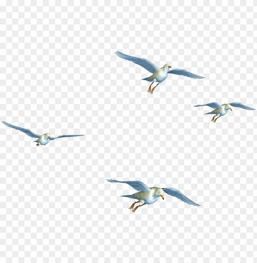 flying bird png transpa images pluspng birds flying png hd PNG transparent with Clear Background ID 217241