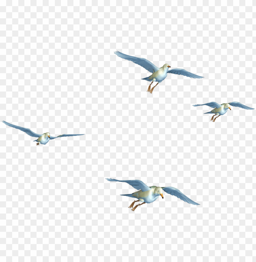 flying birds images PNG image with transparent background | TOPpng