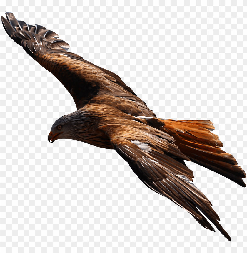 Flying Eagle Png Picture Golden Eagle Flying PNG Image With Transparent Background@toppng.com