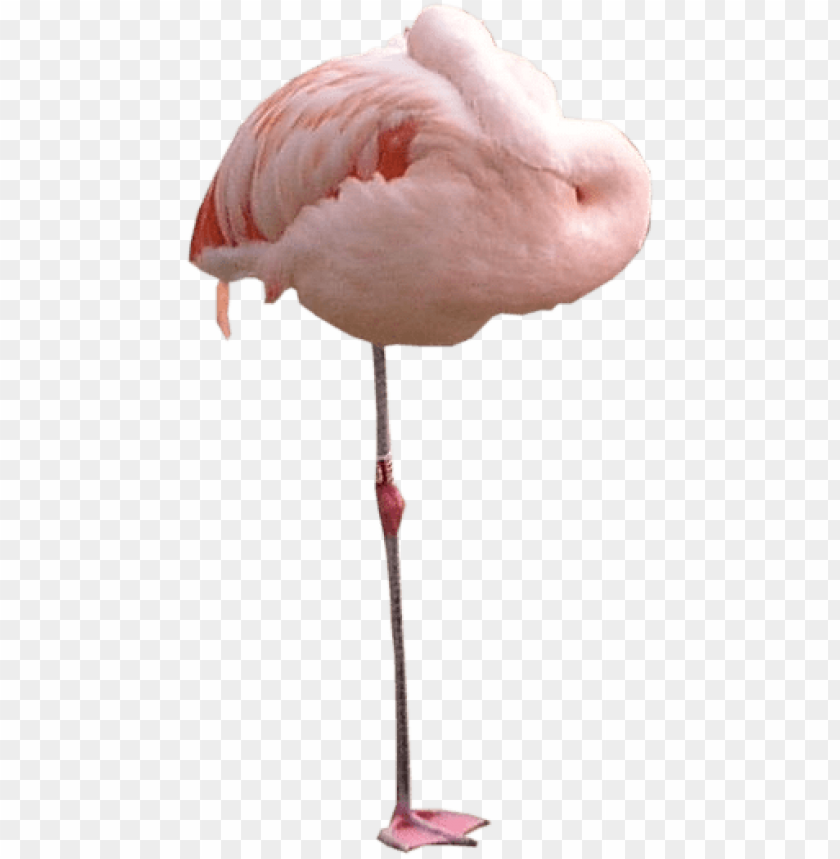 flamingo, texture background, scratch texture, dot texture, ice texture, texture