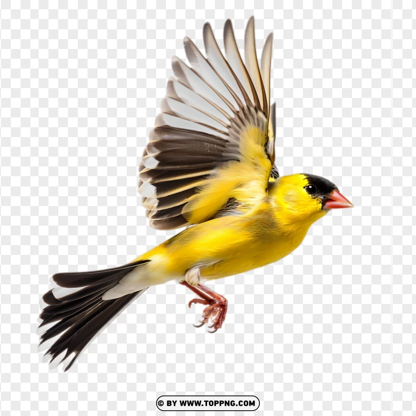 bird, goldfinch, flying, yellow