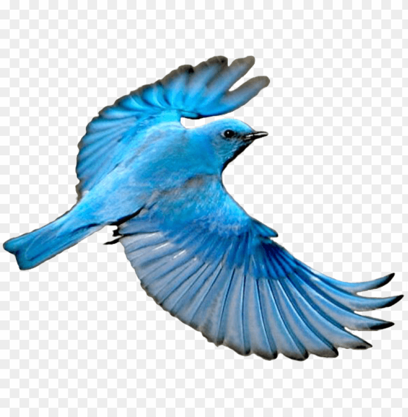 flying mountain blue bird PNG transparent with Clear Background ID 89013